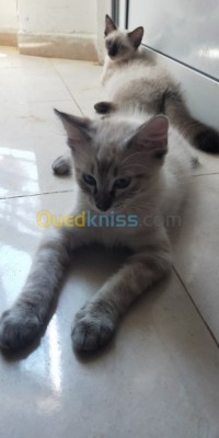 الجزائر-السويدانية-قطة-chat-tigeré