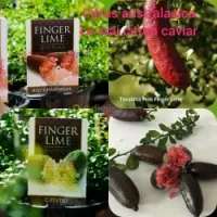 Citron caviar(citrus australasica)