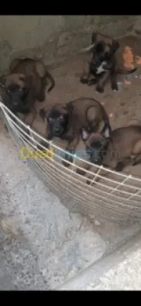 Malinoi