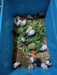 الجزائر-باب-الزوار-آخر-hamster