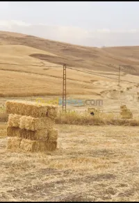 بال وشعير للبيع سلعة شابة  