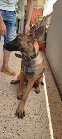 البليدة-لارباع-الجزائر-كلب-malinoix