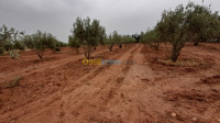 relizane-dar-ben-abdellah-algerie-terrain-vente