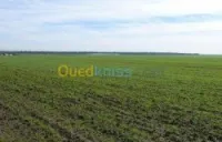 Vente Terrain Agricole Tipaza Ahmar el ain