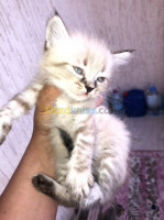 alger-bir-mourad-rais-algerie-chat-chatons-de-race-persan