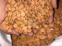 بجاية-الجزائر-بئر-خادم-غذائي-noyau-d-abricot-amande-des-noyaux