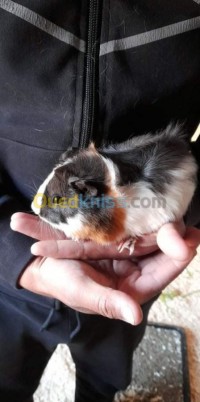 الجزائر-الرويبة-آخر-الهامستر-و-الخنزير-الغيني