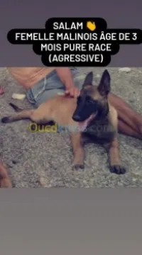 Malinois femelle 