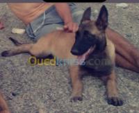 alger-bouzareah-algerie-chien-malinois-femelle