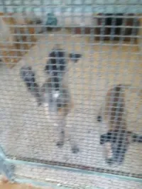 Malinois à vendre 