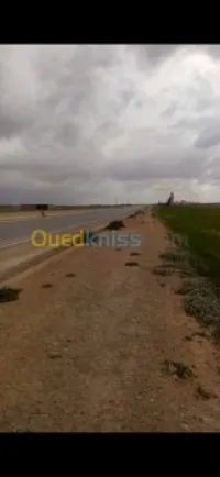Vente Terrain Djelfa Djelfa