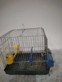 Canaries 3 males et 2 females + cages