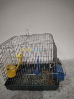 oran-oued-tlelat-algerie-oiseau-canaries-3-males-et-2-females-cages