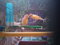 الجزائر-الحراش-عصفور-couple-kanari