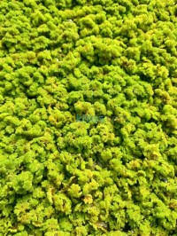 غذائي-azolla-الأزولا-مع-المهندس-الفلاحي-دار-البيضاء-الجزائر