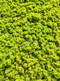Azolla الأزولا مع المهندس الفلاحي