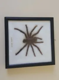 Taxidermy tarentule araignée Eviyeima