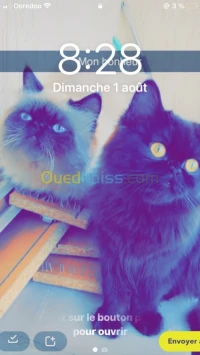 Chats persan pure race