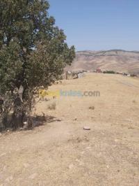 سطيف-جميلة-الجزائر-أرض-فلاحية-byaa-ard-flahy-styf-jmyl