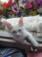 alger-centre-algerie-chat-angora-turc