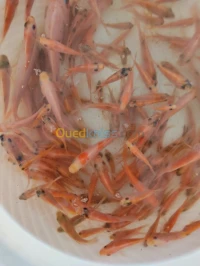 Tilapia rouge tilapia nilotica c