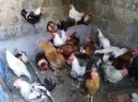 Poule kabyle et Brahma et fyomi