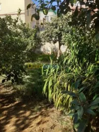 Vente Villa Alger Draria
