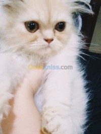 الجزائر-دالي-ابراهيم-قطة-persan-à-vendre
