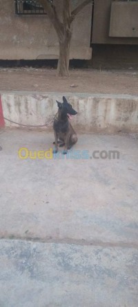 البويرة-الجزائر-كلب-bouira