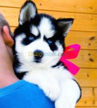 الجزائر-دار-البيضاء-كلب-husky