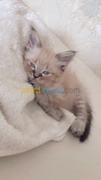الجزائر-بئر-مراد-رايس-قطة-persan