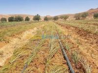 غرداية-بريان-الجزائر-آخر-بصيلات-بذور-الزعفران-الحر