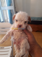 alger-centre-algerie-chien-chiots-caniche-bichon