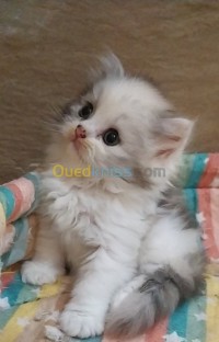 الجزائر-بئر-خادم-قطة-شيرازي-للحجز