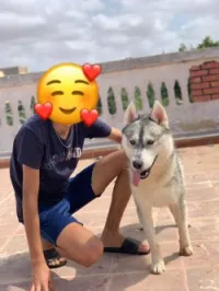 Husky sibérien 
