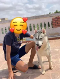 Husky sibérien 