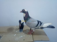 الجزائر-برج-البحري-عصفور-pigeon