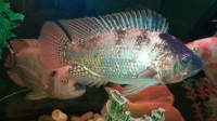 الجزائر-شراقة-سمك-tilapia-rouge