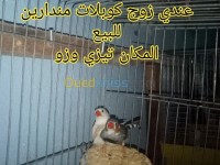 tizi-ouzou-maatka-algerie-oiseau-بيع-زوج-كوبلات-مندارين