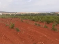 Vente Terrain Mostaganem Abdelmalek ramdane