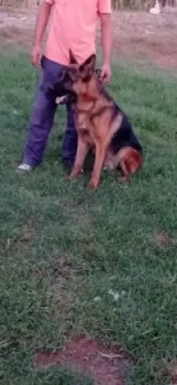 Un mâle excellent pedigree gabarit