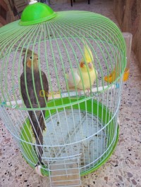 algiers-hussein-dey-algeria-bird-calopsite-adulte