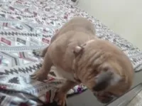 Carlin .. pug