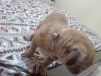 الجزائر-باب-الزوار-كلب-carlin-pug