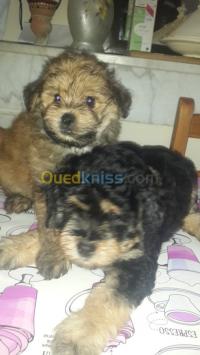الجزائر-بلوزداد-كلب-caniche