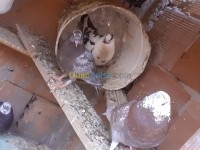 الأغواط-الجزائر-حيوانات-المزرعة-الاغواط-وسط