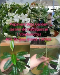 Jasmins madagascar 