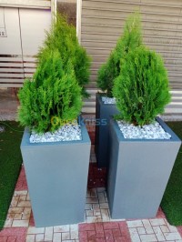 الجزائر-بابا-حسن-تنظيف-و-بستنة-تزيين-حدائق