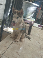 tizi-ouzou-algerie-chien-husky-de-race-sibérie