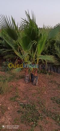 الأغواط-الجزائر-آخر-شتلات-نخيل-واشنطونيا-washingtonia